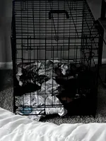 Yami, a male Toy Australian Shepherd for sale in Kissimmee, FL – Photo 3 of 4