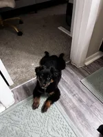 Yami, a male Toy Australian Shepherd for sale in Kissimmee, FL – Photo 4 of 4