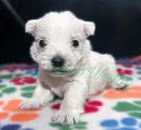 Green 💚 boy, a male West Highland White Terrier for sale in Cleveland, TX – 3 of 3