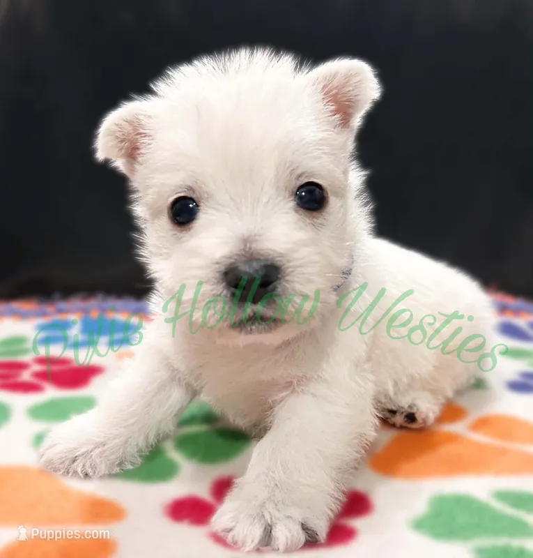 Blue 💙 boy – West Highland White Terrier puppy for sale in Cleveland, TX