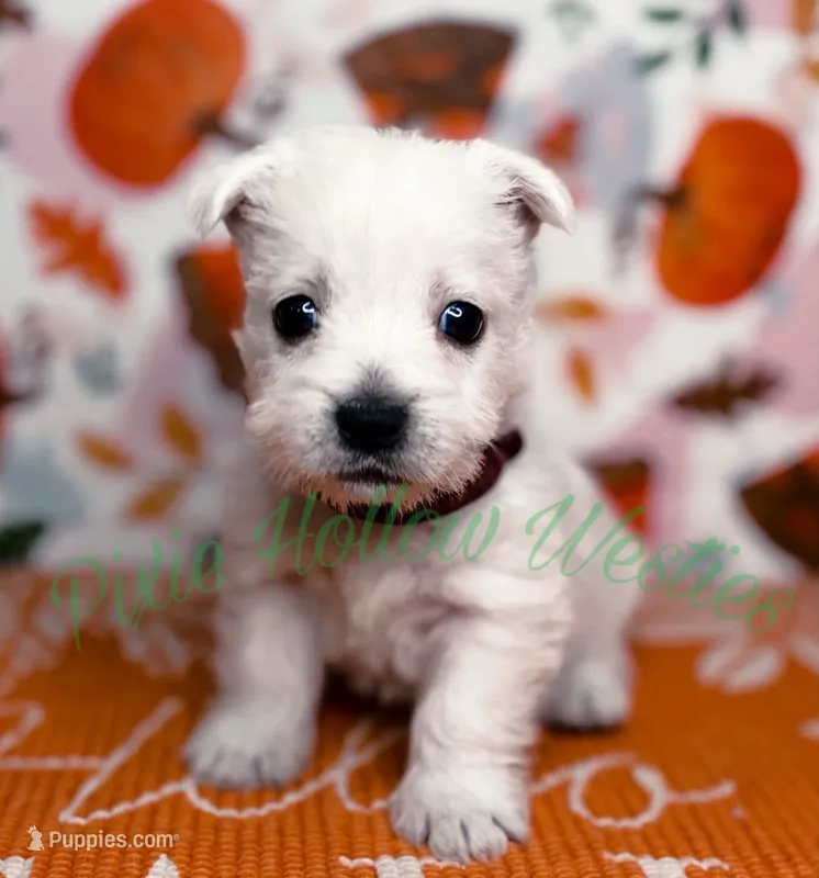 Red ♥️ boy – West Highland White Terrier puppy for sale in Cleveland, TX