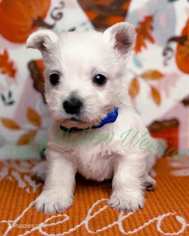 Blue 💙 boy – West Highland White Terrier puppy for sale in Cleveland, TX