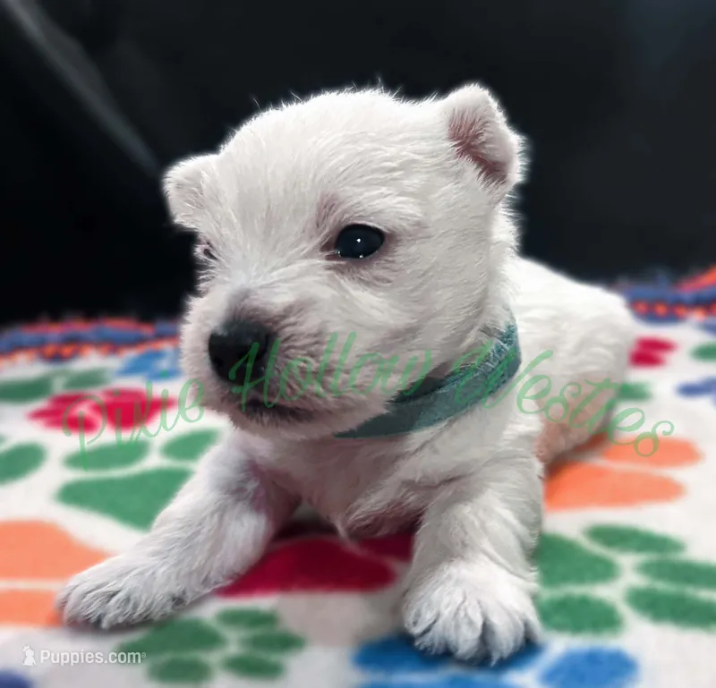 Blue 💙 boy – West Highland White Terrier puppy for sale in Cleveland, TX