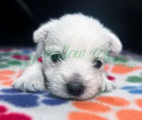 Red ♥️ boy, a male West Highland White Terrier for sale in Cleveland, TX – 1 of 3