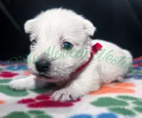 Red ♥️ boy, a male West Highland White Terrier for sale in Cleveland, TX – 3 of 3