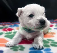 Blue 💙 boy, a male West Highland White Terrier for sale in Cleveland, TX – 2 of 3