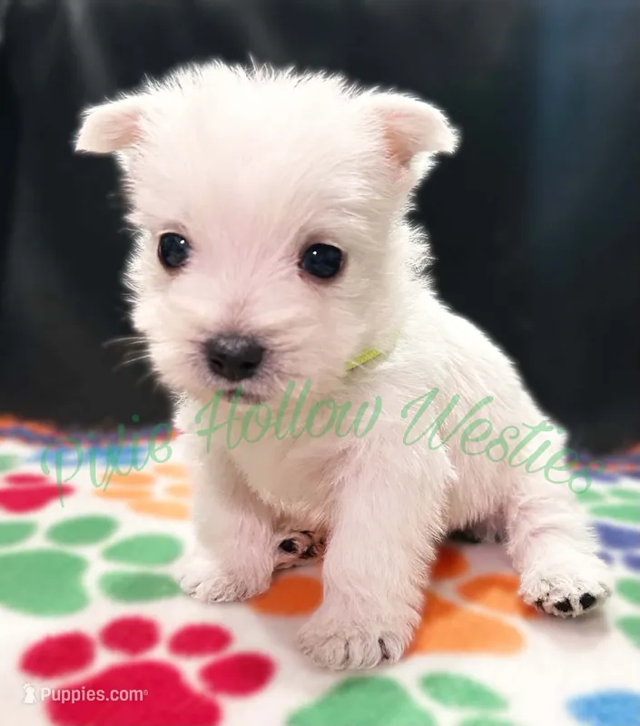 Green 💚 boy – West Highland White Terrier puppy for sale in Cleveland, TX