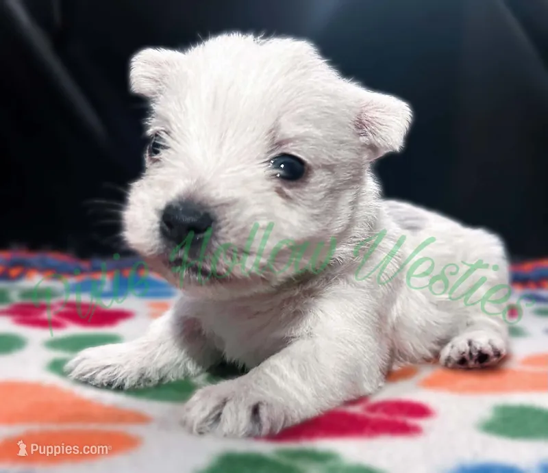 Green 💚 boy – West Highland White Terrier puppy for sale in Cleveland, TX