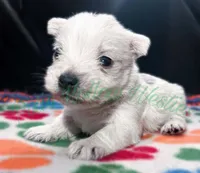 Green 💚 boy, a male West Highland White Terrier for sale in Cleveland, TX – 1 of 3