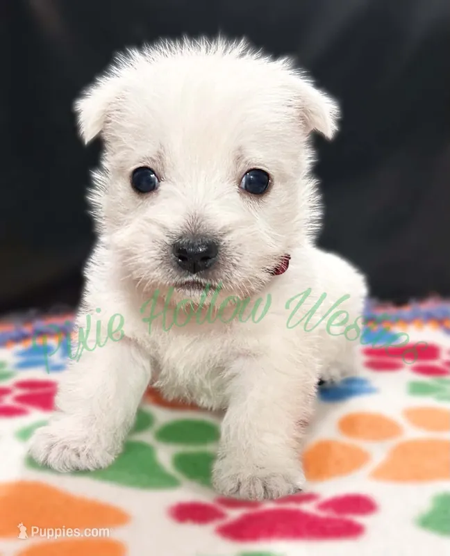 Red ♥️ boy – West Highland White Terrier puppy for sale in Cleveland, TX