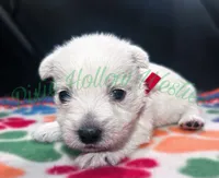 Red ♥️ boy, a male West Highland White Terrier for sale in Cleveland, TX – 2 of 3
