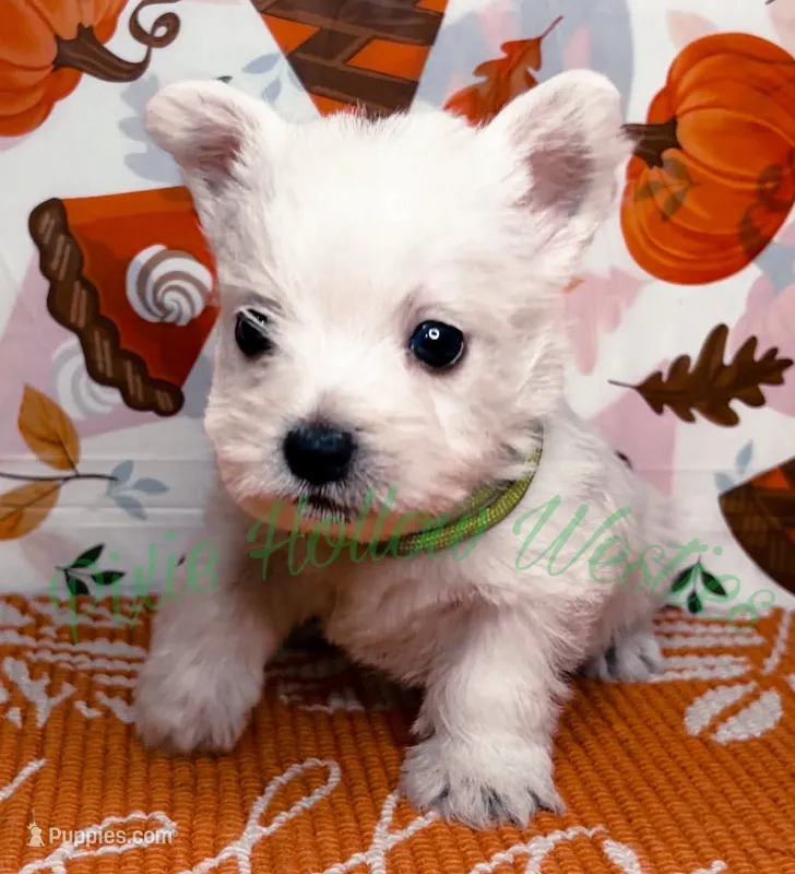 Green 💚 boy – West Highland White Terrier puppy for sale in Cleveland, TX