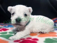 Blue 💙 boy, a male West Highland White Terrier for sale in Cleveland, TX – 3 of 3