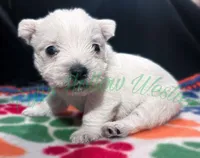 Green 💚 boy, a male West Highland White Terrier for sale in Cleveland, TX – 2 of 3