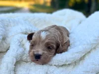 Theo, a male Cockapoo for sale in Manchester, TN – 3 of 5