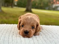 Lillian ( Sale $200 off ), a female Cockapoo for sale in Manchester, TN – 8 of 9
