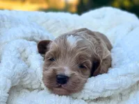 Theo, a male Cockapoo for sale in Manchester, TN – 2 of 5