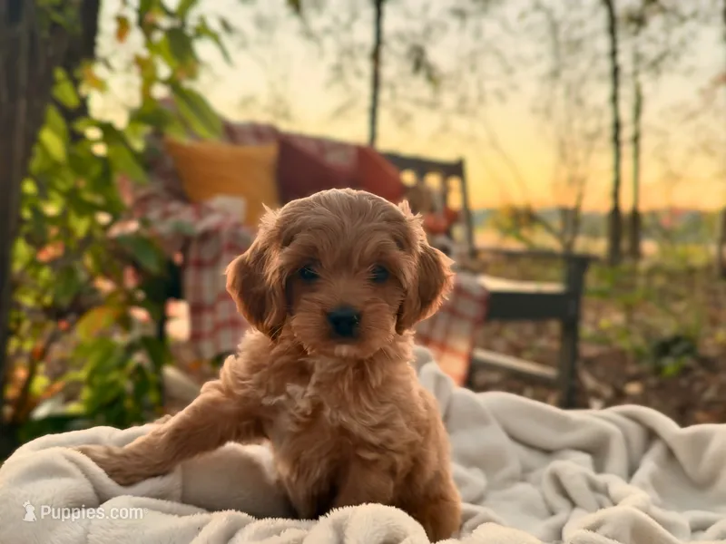Lillian – Cockapoo puppy for sale in Manchester, TN