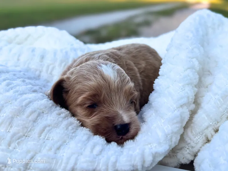 Theo – Cockapoo puppy for sale in Manchester, TN