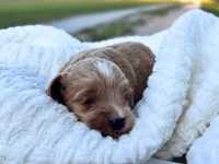 Theo, a male Cockapoo for sale in Manchester, TN – 1 of 5