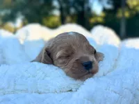 Evie, a female Cockapoo for sale in Manchester, TN – 3 of 5