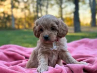 Lillian ( Sale $200 off ), a female Cockapoo for sale in Manchester, TN – 5 of 9
