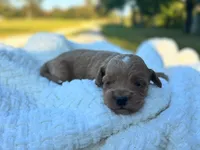 Evie, a female Cockapoo for sale in Manchester, TN – 2 of 5