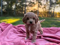 Lewis ( Sale $200 off ), a male Cockapoo for sale in Manchester, TN – 6 of 10