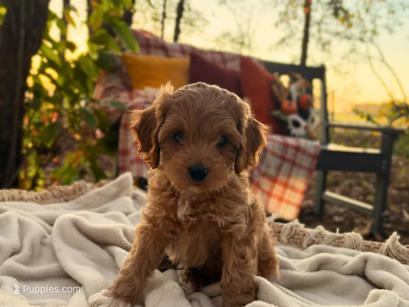 Lewis – Cockapoo puppy for sale in Manchester, TN