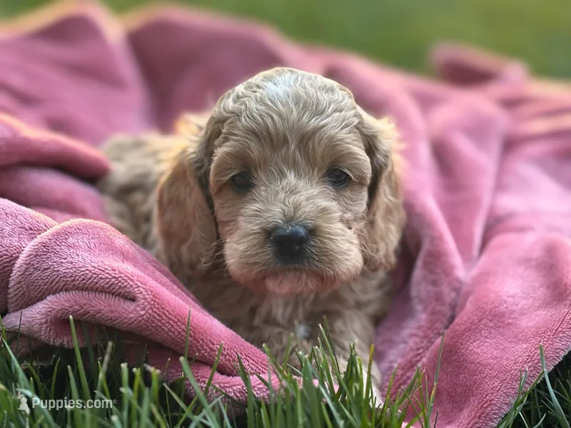 Sebastian ( Seb ) – Cockapoo puppy for sale in Manchester, TN