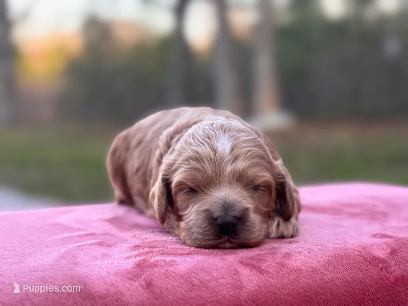 Sebastian ( Seb ) – Cockapoo puppy for sale in Manchester, TN