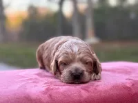 Sebastian ( Seb ), a male Cockapoo for sale in Manchester, TN – Photo 1 of 5