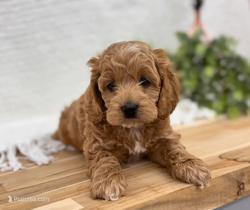 Sebastian ( Seb ) – Cockapoo puppy for sale in Manchester, TN