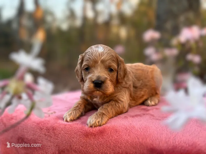 Sebastian ( Seb ) – Cockapoo puppy for sale in Manchester, TN