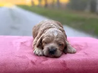 Sebastian ( Seb ), a male Cockapoo for sale in Manchester, TN – Photo 2 of 5