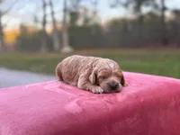 Sebastian ( Seb ), a male Cockapoo for sale in Manchester, TN – Photo 3 of 5
