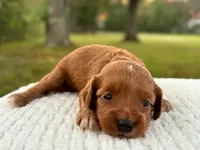 Tessa ( Sale $200 off ), a female Cockapoo for sale in Manchester, TN – 9 of 10