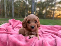 Tessa ( Sale $200 off ), a female Cockapoo for sale in Manchester, TN – 5 of 10