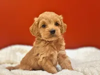Benny ( Sale of $200 ), a male Cockapoo for sale in Manchester, TN – 8 of 10