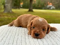 Evie ( Sale of $200 off ), a female Cockapoo for sale in Manchester, TN – 9 of 10