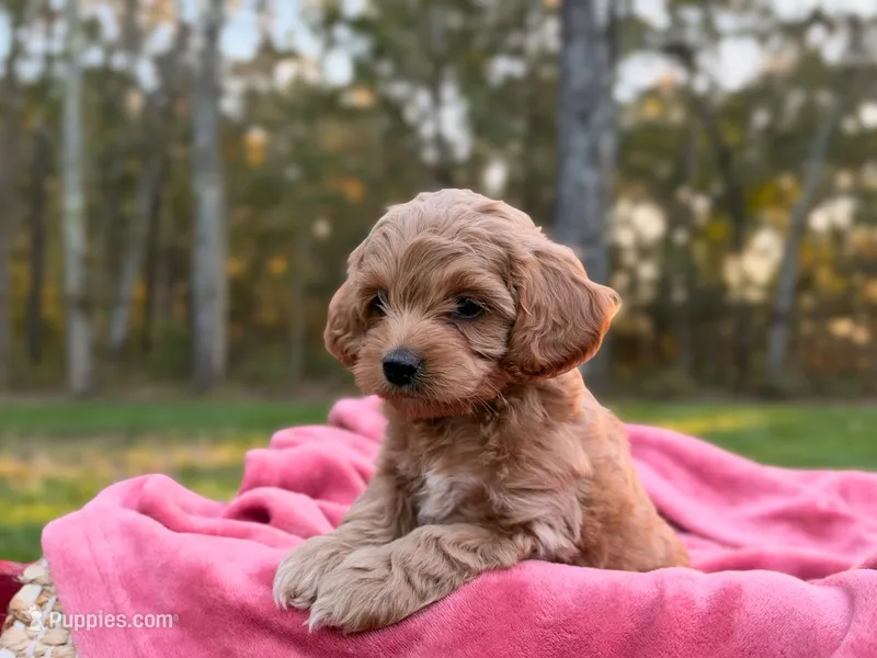 Benny – Cockapoo puppy for sale in Manchester, TN