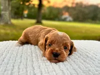 Evie ( Sale of $200 off ), a female Cockapoo for sale in Manchester, TN – 8 of 10