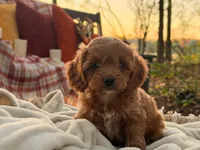 Evie ( Sale of $200 off ), a female Cockapoo for sale in Manchester, TN – 1 of 10