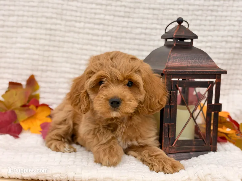 Benny ( Running a Sale of $200 ) – Cockapoo puppy for sale in Manchester, TN