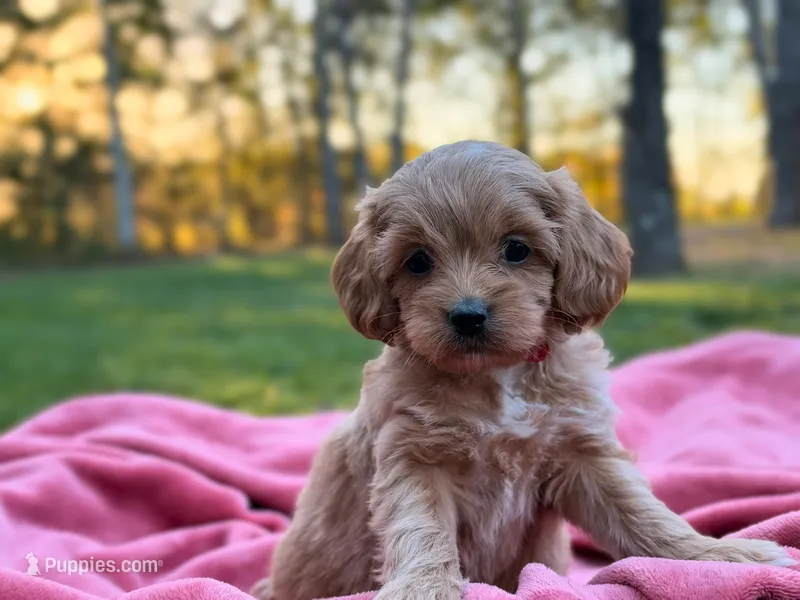Lillian – Cockapoo puppy for sale in Manchester, TN