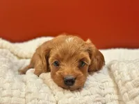 Tessa ( Sale $200 off ), a female Cockapoo for sale in Manchester, TN – 7 of 10