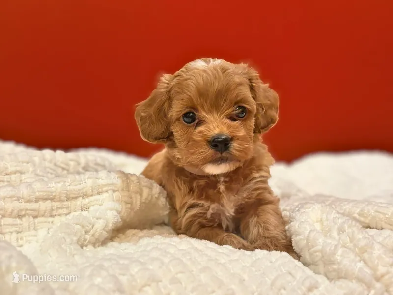 Louie – Cockapoo puppy for sale in Manchester, TN