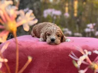 Finn, a male Cockapoo for sale in Manchester, TN – 9 of 10