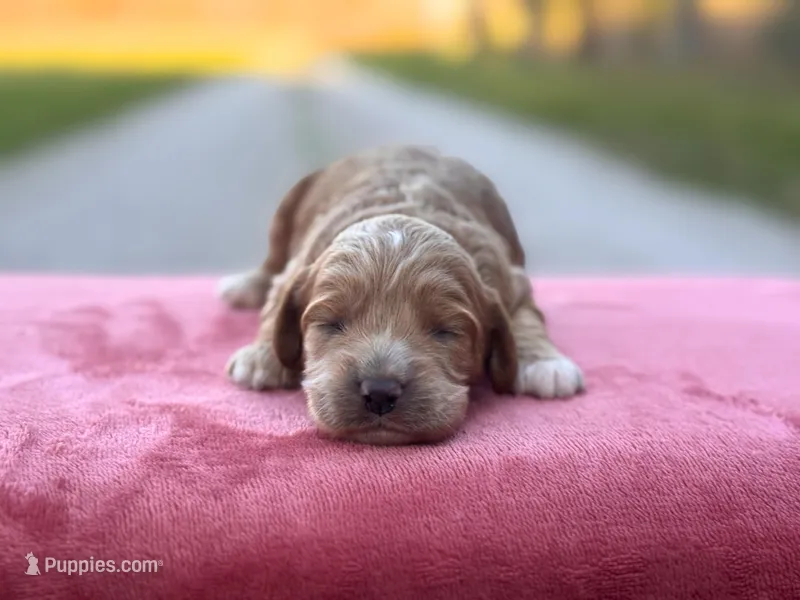 Finn – Cockapoo puppy for sale in Manchester, TN