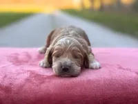 Finn, a male Cockapoo for sale in Manchester, TN – Photo 1 of 3